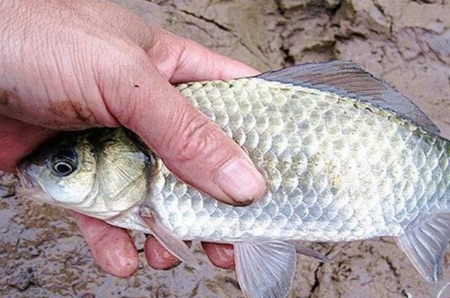 高科技智能魚探設(shè)備引領(lǐng)海洋探索新時代，最新魚訊速遞