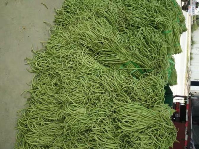 合浦豆角最新價(jià)格指南，獲取與比較豆角價(jià)格的方法及最新價(jià)格更新通知