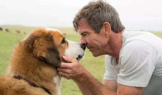 最新關(guān)于狗的電影，深度探討與觀點闡述