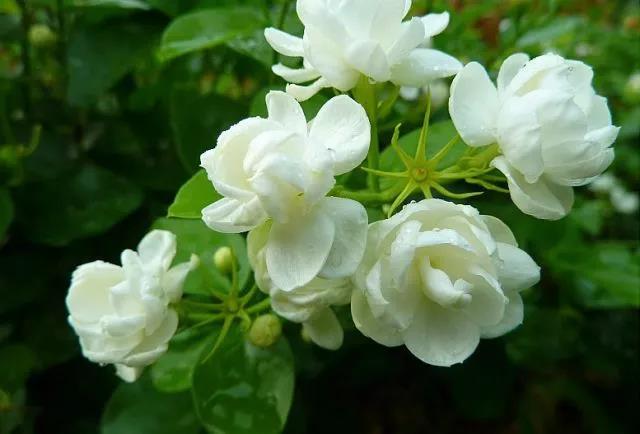 花香滿園最新章節(jié)獲取攻略，輕松閱讀新書章節(jié)的步驟