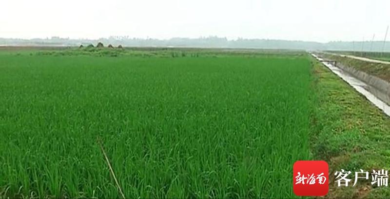 澄邁最新動態(tài)，自然美景探索之旅，尋覓內(nèi)心平和與寧靜的旅程