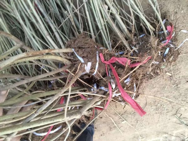 連翅最新價格深度解析，歷史背景、重要事件與地位探討