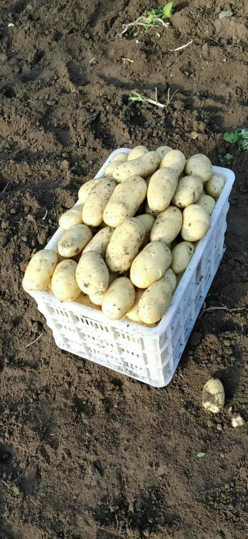 萊西土豆最新價(jià)格動(dòng)態(tài)，變化中的價(jià)值與學(xué)習(xí)中的力量