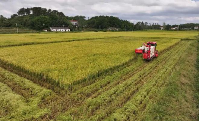 最新直播稻技術(shù)揭秘，小巷深處的稻田直播秘境探索