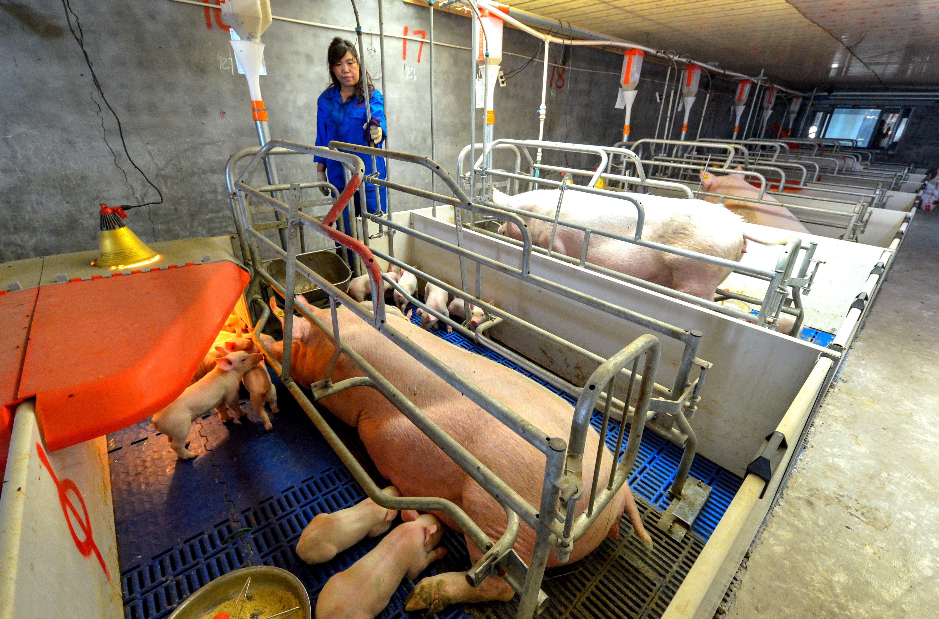 河北仔豬最新價格揭秘，小巷中的寶藏探索