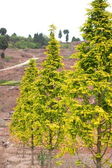 最新彩葉樹種種植與養(yǎng)護(hù)指南，從選種到養(yǎng)護(hù)一步到位！
