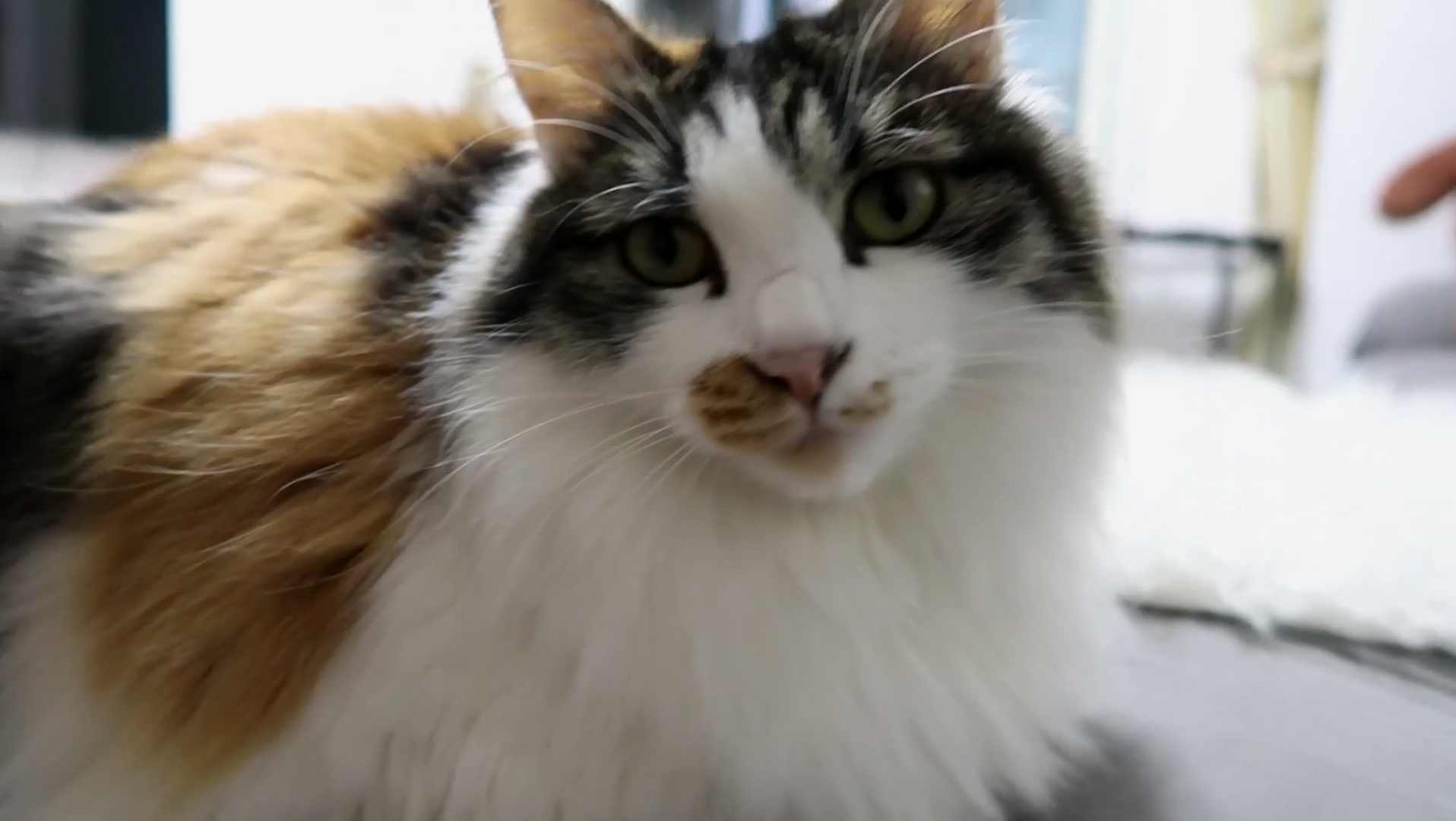 Maomi最新域名網(wǎng)站，時尚潮流的前沿引領者