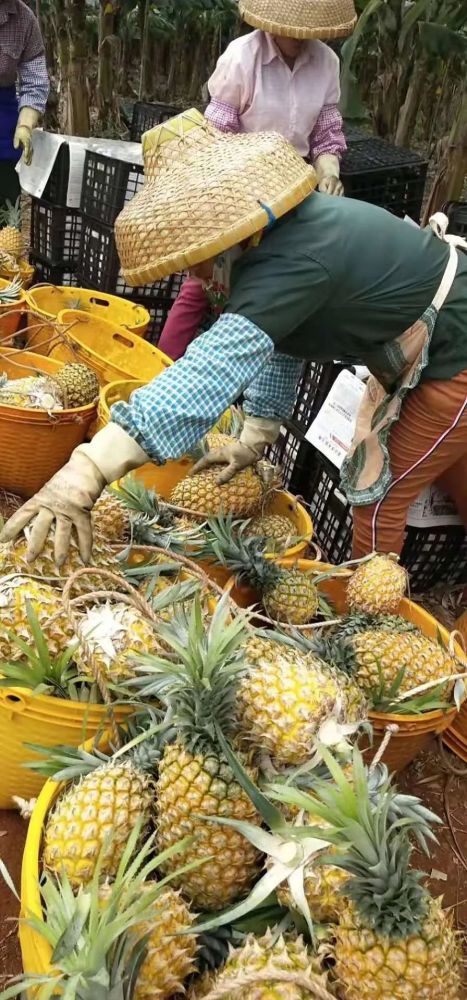 徐聞菠蘿最新價格及市場走勢分析，多方觀點解讀市場動態(tài)