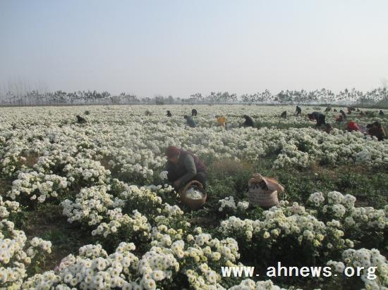 界首最新新聞，學(xué)習(xí)變革的力量，自信與成就感的融合之路