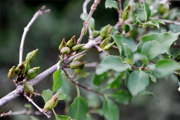 連翹最新價(jià)格走勢(shì)，機(jī)遇中的自信力量與自我成長展望