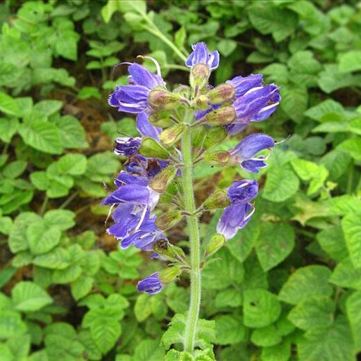 亳州丹參最新價(jià)格，市場(chǎng)走勢(shì)及選購(gòu)指南全解析