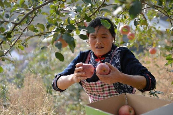 沂源蘋果最新價格，綠色之旅帶來內(nèi)心的平靜