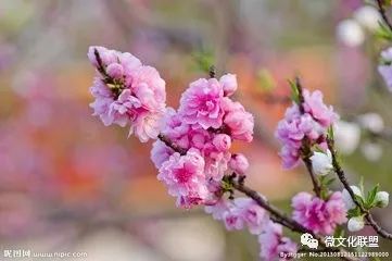 科技巔峰之作桃花開啟未來生活新紀(jì)元，最新章節(jié)預(yù)覽