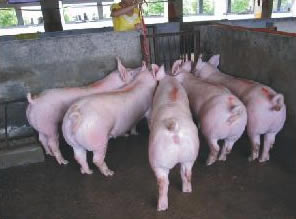 最新仔豬品種選擇與飼養(yǎng)指南，品種介紹與飼養(yǎng)步驟全解析