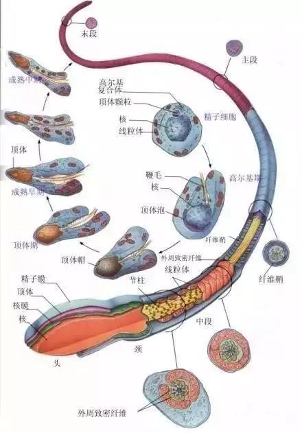 窩精子最新，小巷中的秘密風(fēng)味探索