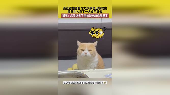 省貓任務(wù)輕松完成指南，最新技能學(xué)習(xí)與任務(wù)執(zhí)行詳細(xì)步驟