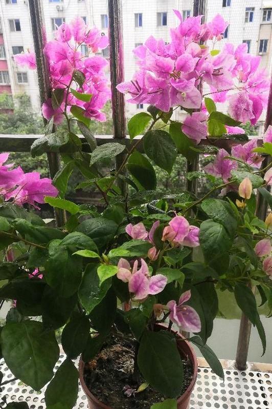 小巷深處的獨(dú)特花語(yǔ)，最新殘花之美