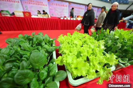 南京最新蔬菜，時(shí)代味道與文化脈絡(luò)的融合