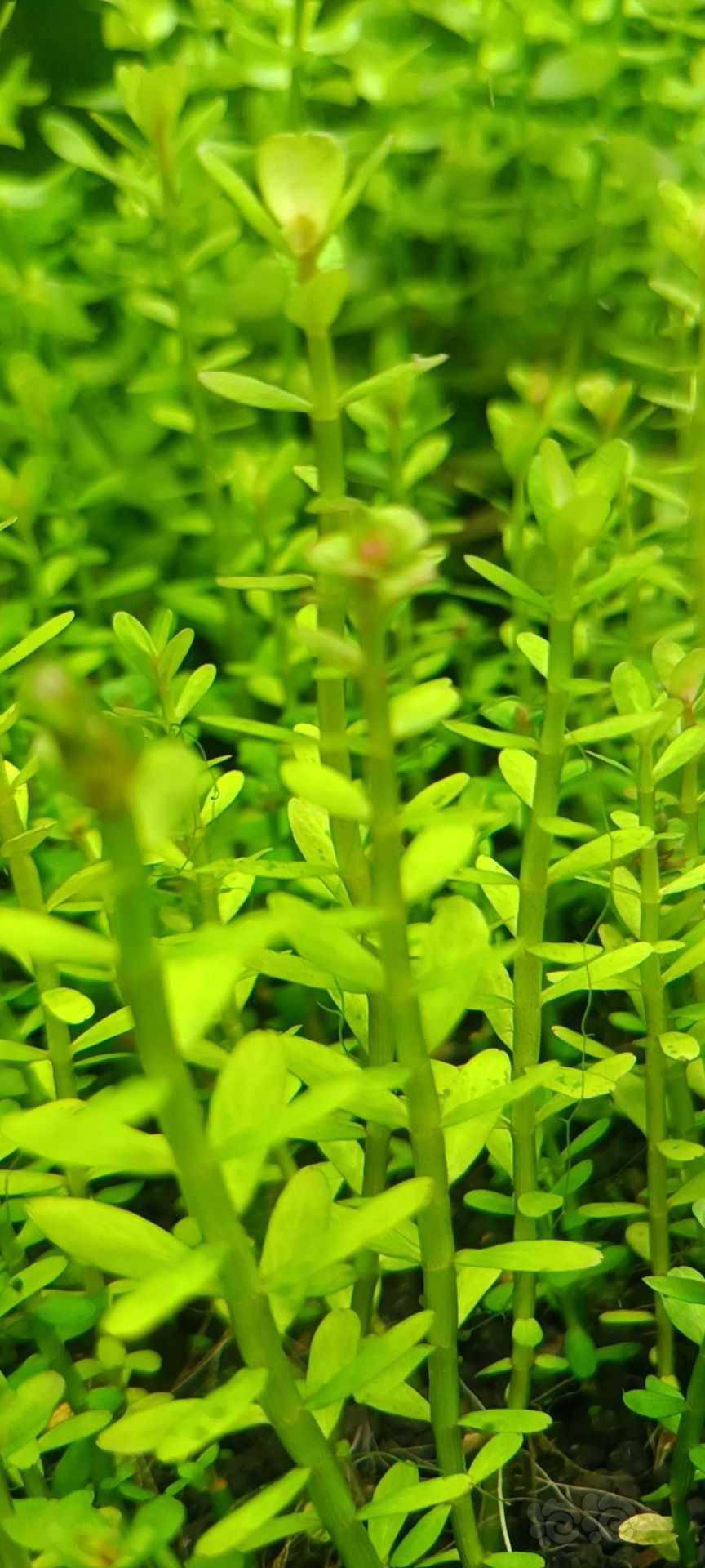 最新福利草草，自然美景之旅，探尋內(nèi)心平和與喜悅的旅程