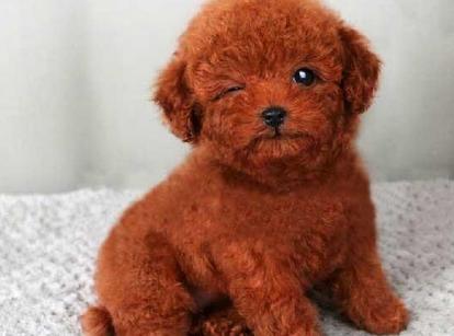 最新小鹿犬，趣事不斷，傳遞溫馨友誼與愛的小使者