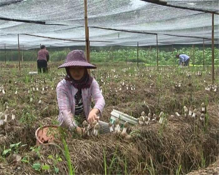 食用菌最新讀音及其背景、發(fā)展與地位概述