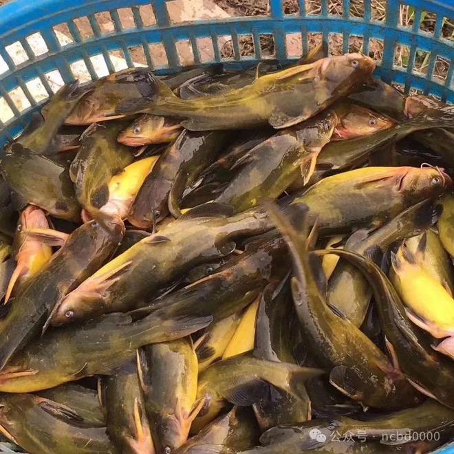 黃顙魚最新報價大全，專業(yè)指南與實時更新
